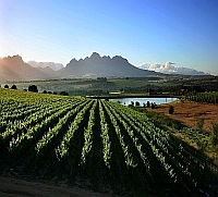 Stellenbosch Weinberg